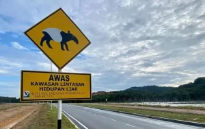 112 Malayan tapirs killed in road accidents from 2020 to 2024