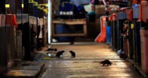 101 rats caught at Pasar Pekan Ampang