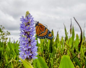 A butterfly Mason documented. Thousands of scientific papers have used data collected by users of the platform iNaturalist, according to new research. — Brittany Mason via The New York Times