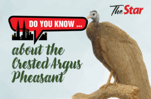 Do you know ... about the Crested Argus Pheasant?