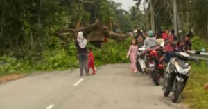 Elderly man killed by fallen tree branch