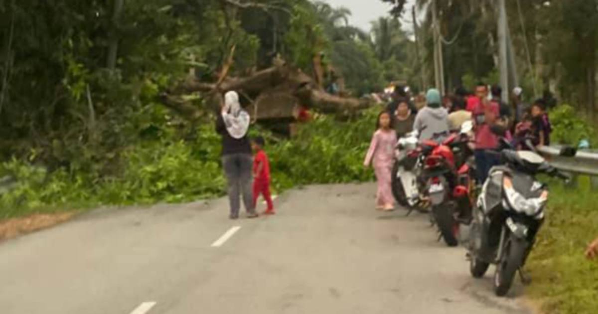 Elderly man killed by fallen tree branch