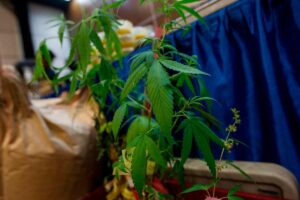 GOF seizes RM690,000 worth of cannabis flowers in Padang Besar