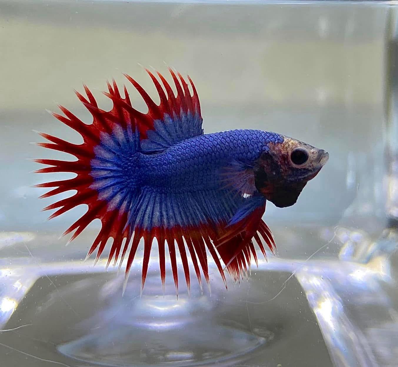 Ikan laga Crowntail penyejuk mata