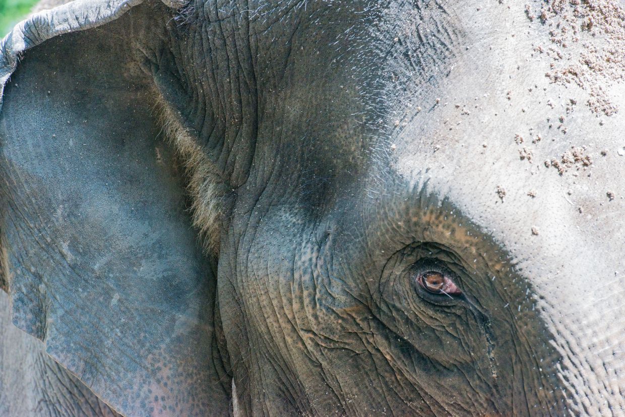 Managed grasslands the key to reducing human-elephant conflict, say Sabah eco groups