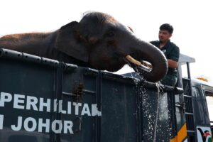 Perhilitan relocates wild elephants from Kluang to reduce human conflict