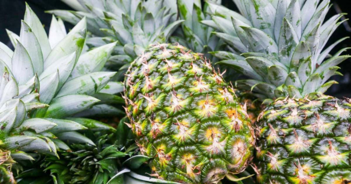 Pineapple industry board backs move to expand exports to New Zealand
