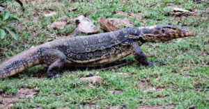 Police bust wildlife hunting, trafficking syndicate in Perak, Kedah