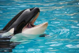 QuickCheck: Do killer whales sometimes gift prey to humans?