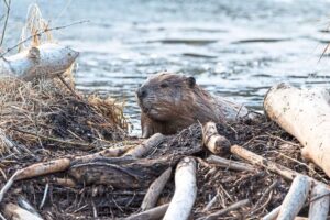 Quickcheck: Did vanilla flavoring come from beaver glands?