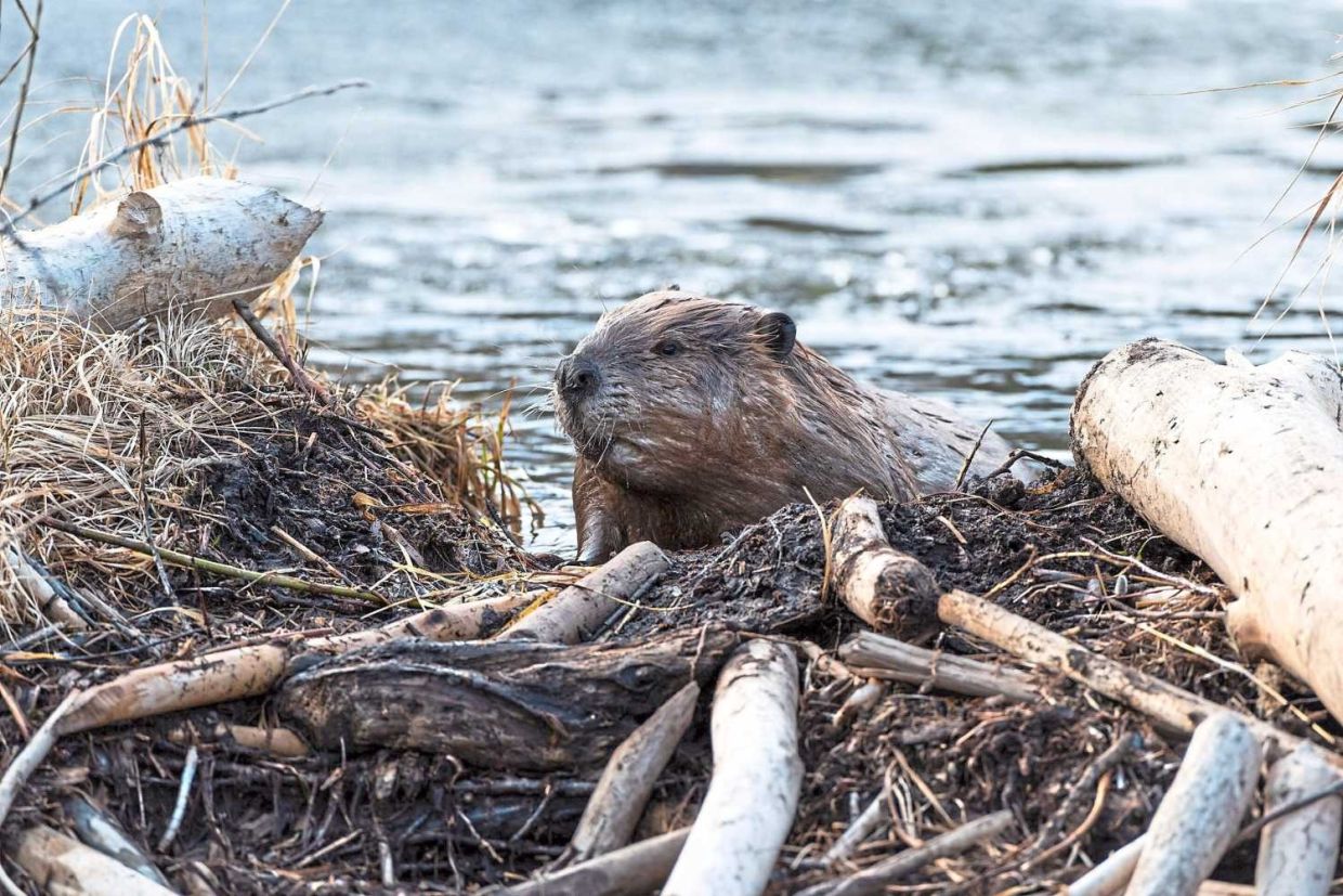 Quickcheck: Did vanilla flavoring come from beaver glands?