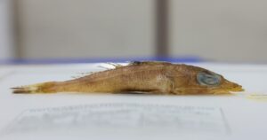 'Rogadius azizahae': UMT researcher discovers new fish species in Malaysian waters