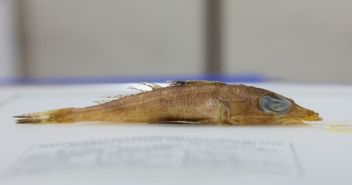 'Rogadius azizahae': UMT researcher discovers new fish species in Malaysian waters