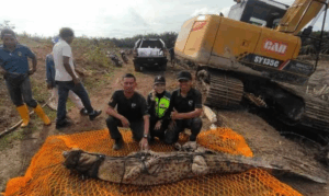 100kg crocodile captured in PD oil palm estate