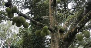 129 held in crackdown on illegal durian plantations in Raub