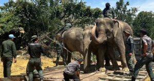 Perhilitan captures, relocates five wild elephants in Gua Musang