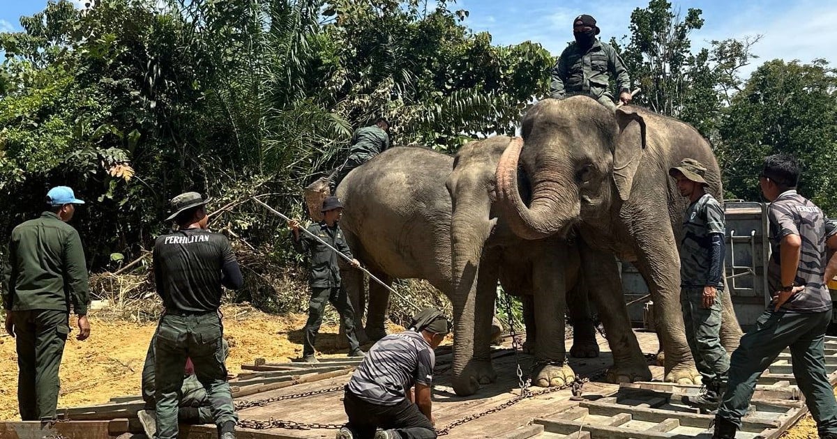 Perhilitan captures, relocates five wild elephants in Gua Musang