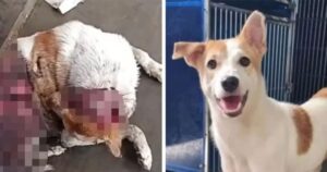 Melaka police seek public help in dog abuse case at Krubong industrial area