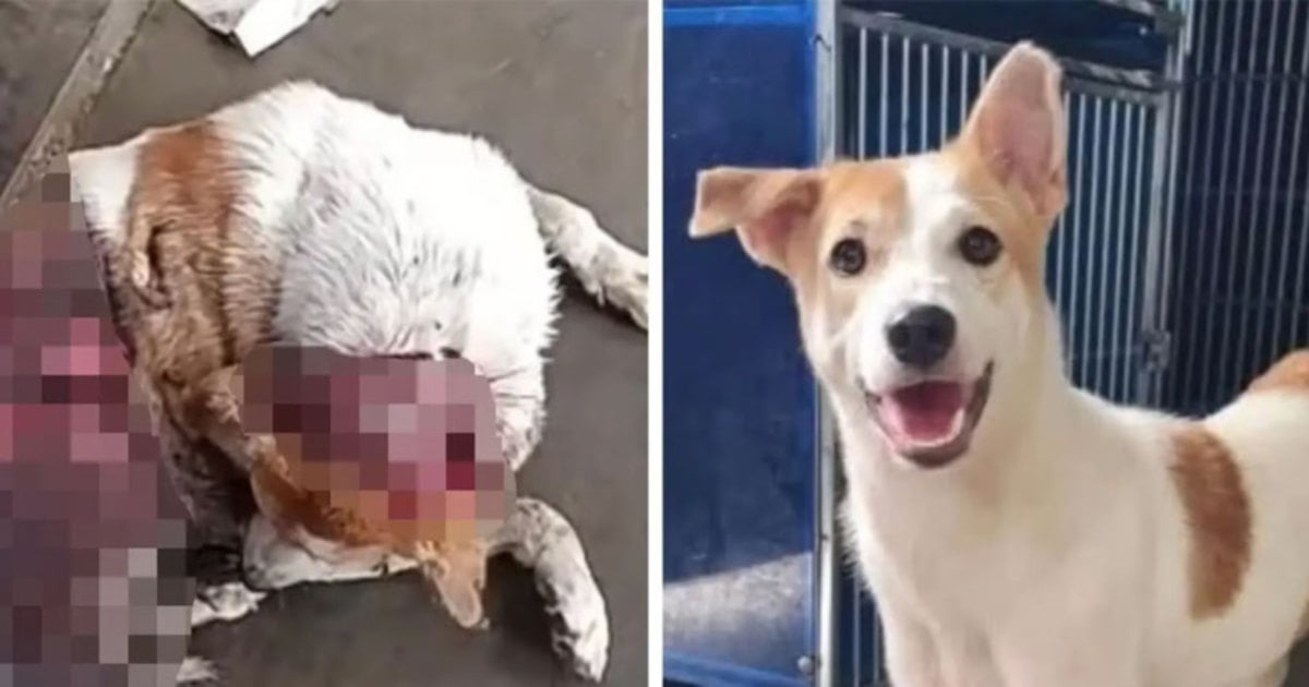 Melaka police seek public help in dog abuse case at Krubong industrial area