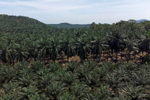 5.03 juta hektar sawit Malaysia disahkan MSPO