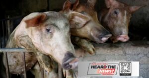 African swine fever outbreaks intensify in Vietnam