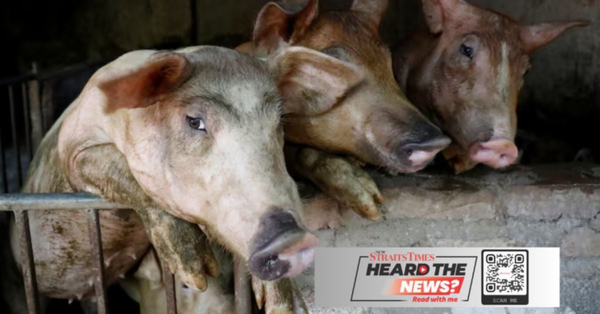 African swine fever outbreaks intensify in Vietnam