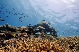 Australia's Great Barrier Reef suffers record coral decline following mass bleaching