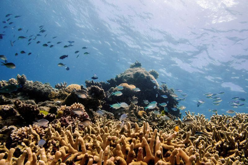 Australia's Great Barrier Reef suffers record coral decline following mass bleaching