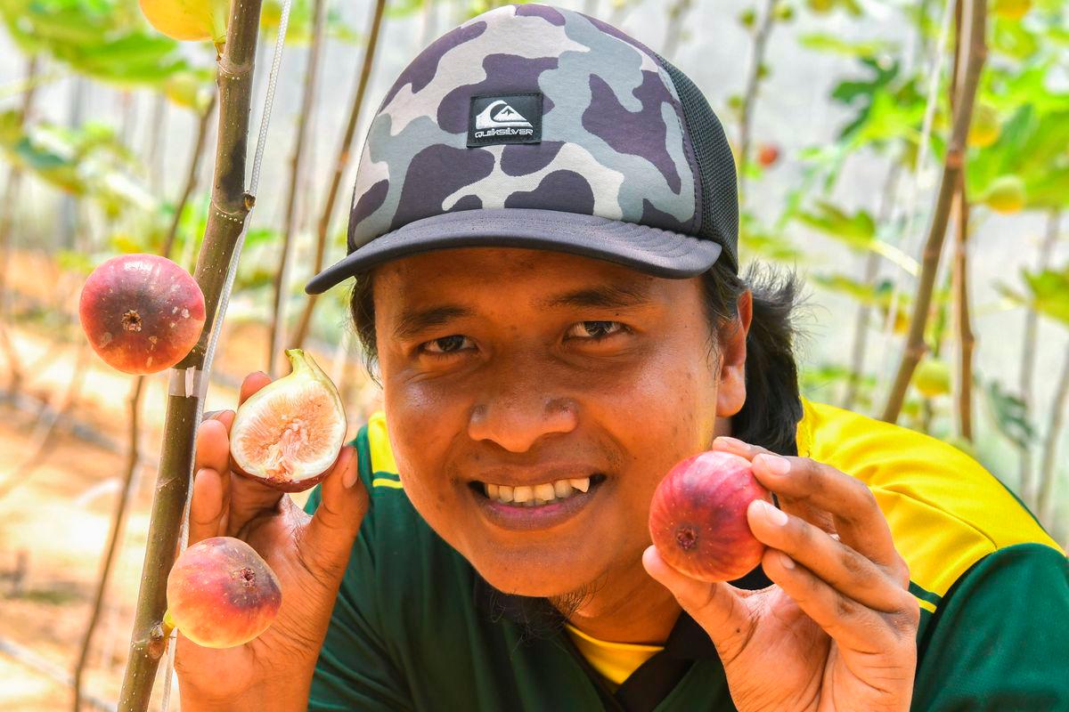 Buah tin ‘kayangan’ Machang tambat hati pelanggan tempatan, antarabangsa