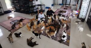 Couple rent 3 houses to shelter rescued cats