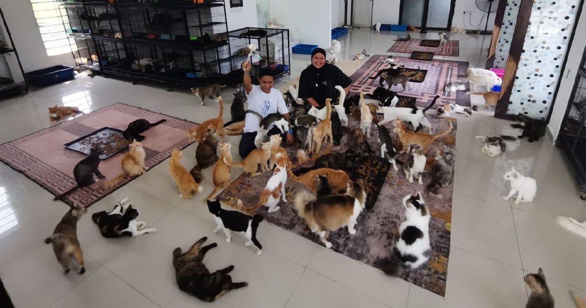 Couple rent 3 houses to shelter rescued cats