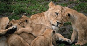 Danish zoo in hot water over public call for animals as food