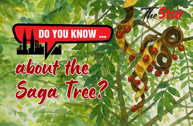 Do you know ... about the Saga Tree?