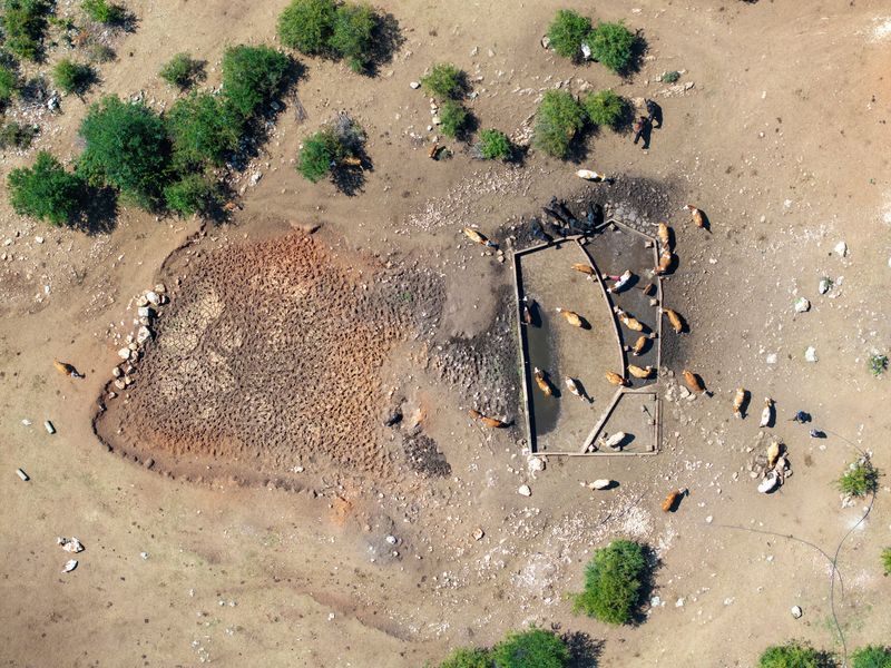 Drought stalks Serbia, harming livestock