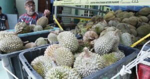 Durian farmer caught with 919kg of Musang King, D24 from protected forest