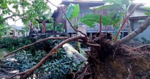 Elderly man's house badly damaged by tree as hail hits village