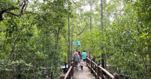 Ensuring future of Malaysia's mangroves through science and community