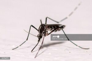 Europe faces record mosquito disease outbreaks due to climate change
