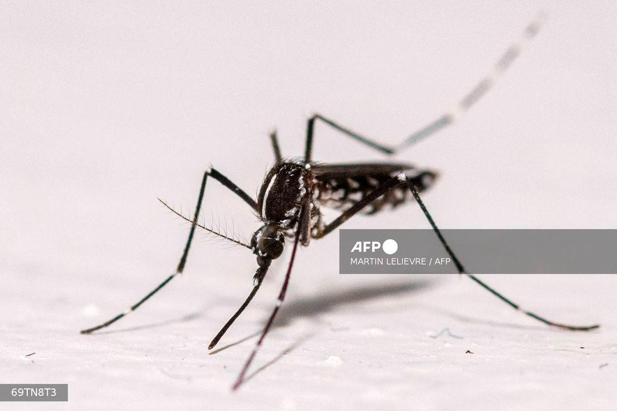 Europe faces record mosquito disease outbreaks due to climate change