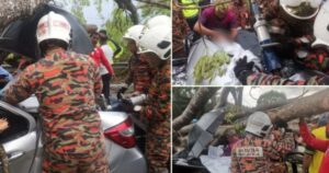 Family escapes unharmed after car crushed by falling tree