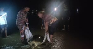Firefighters rescue stranded turtle on Papar beach