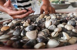 Fisheries Dept urges halt on shellfish harvest in PD following elevated biotoxin levels