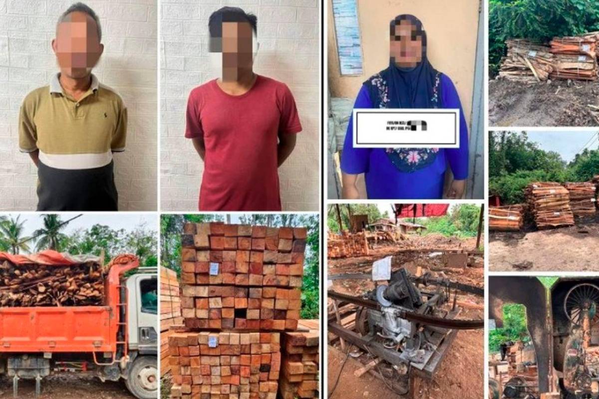 GOF seizes RM19 million in illegal timber in Tanah Merah raids