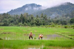 Govt raises ploughing incentive to RM160 per hectare