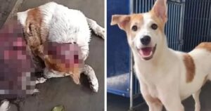 Group claims dog found skinned alive, demands punitive action
