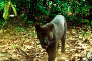 Harimau kumbang ditangkap di Sungai Siput selepas serang ternakan