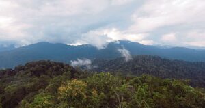 How Sabah's rainforest becomes valuable climate currency