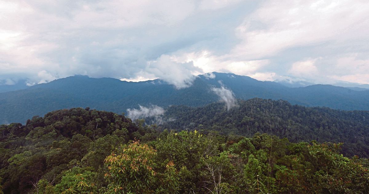 How Sabah's rainforest becomes valuable climate currency