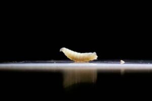 Human screwworm case no risk to U.S. agriculture