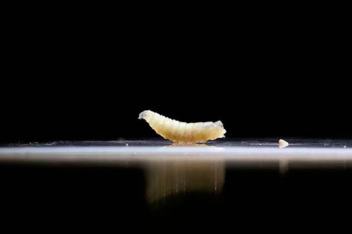 Human screwworm case no risk to U.S. agriculture